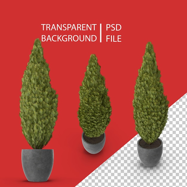 PSD cupressus en maceta png