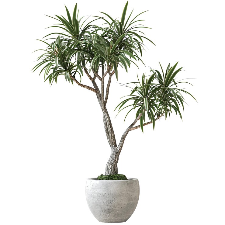 PSD cut_out_potted_flower_dracaena_marginata_plant archviz psd