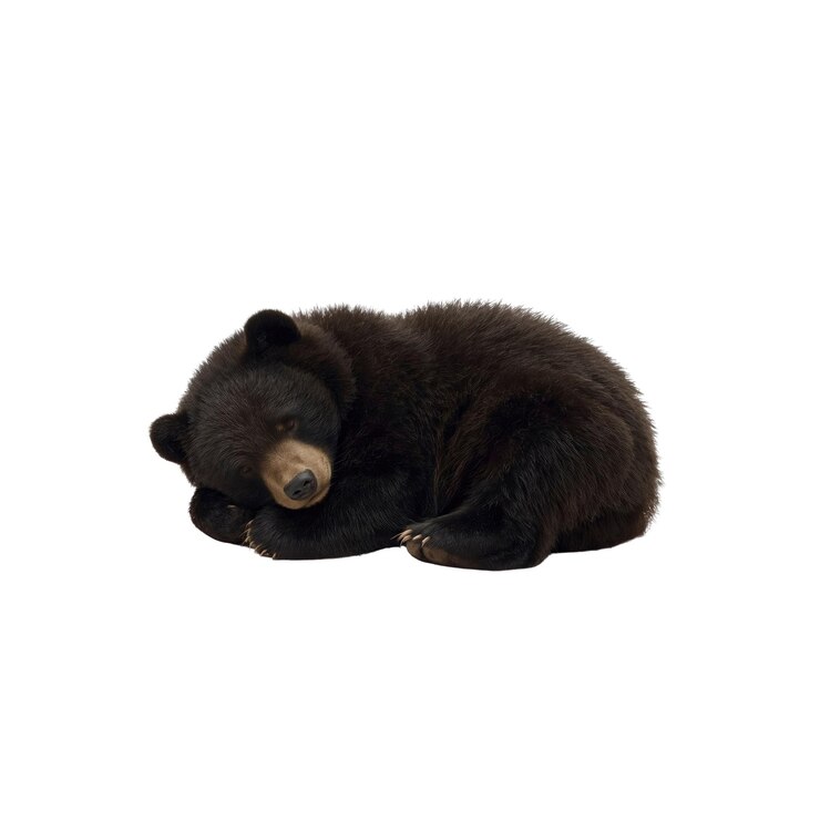 PSD a cute sleeping black bear cub