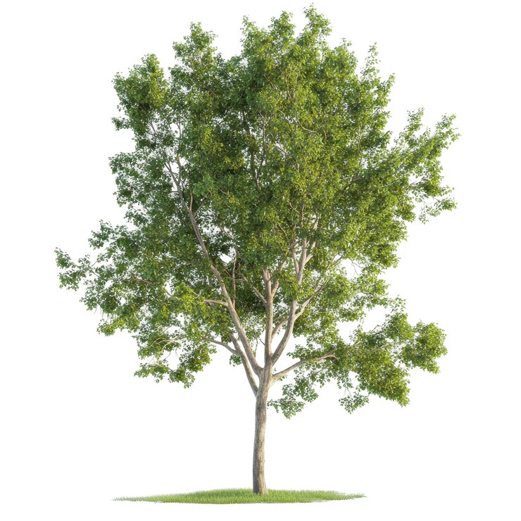 PSD cutout ash tree psd file transparent background