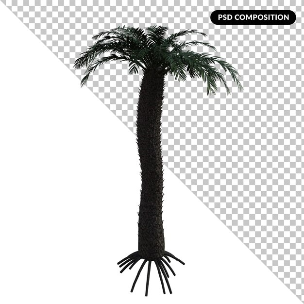 Cycas-baum isoliert 3d