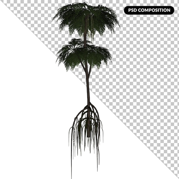 Cycas-baum isoliert 3d