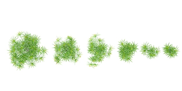 Cyperus alternifolius Collection d'arbres au style réaliste vue d'en haut