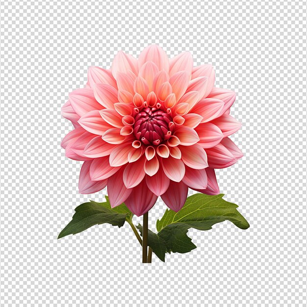 Dahlia-blumen auf durchsichtigem hintergrund png