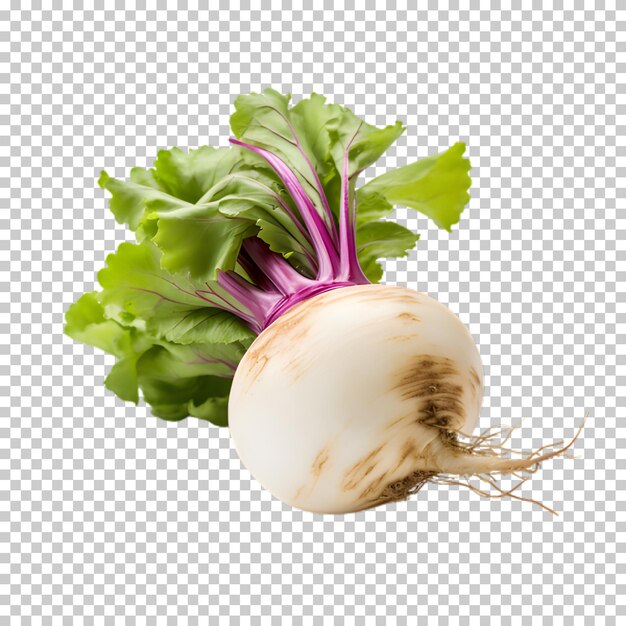 Daikon radice png concetto di verdura sana isolato su uno sfondo trasparente