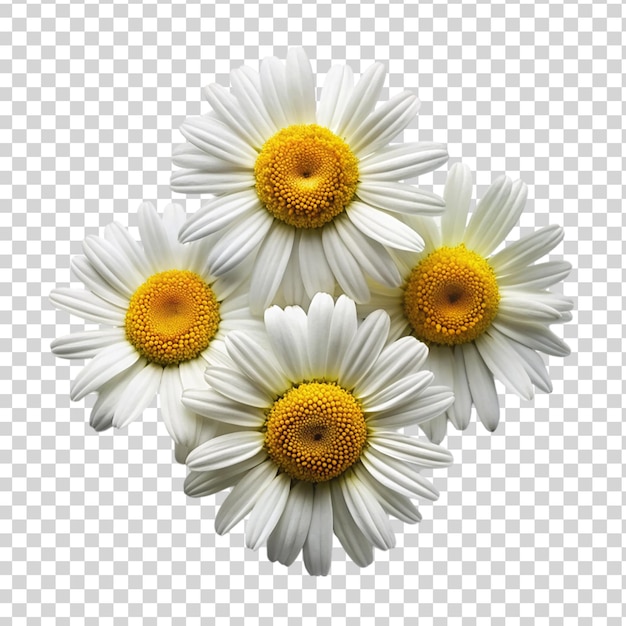 PSD daisy flowers on transparent background