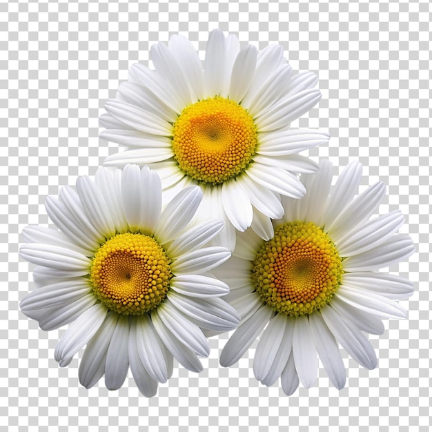 PSD daisy flowers on transparent background