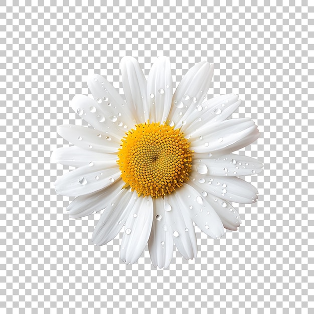 PSD daisy png con fondo transparente