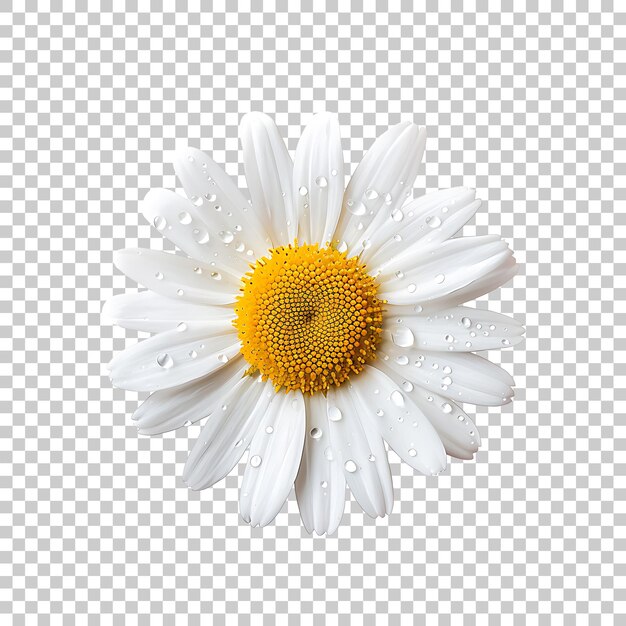 PSD daisy png mit durchsichtigem hintergrund