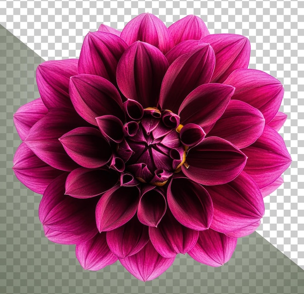 Dalia rosa brillante floreciendo en la luz del sol cortado stock png
