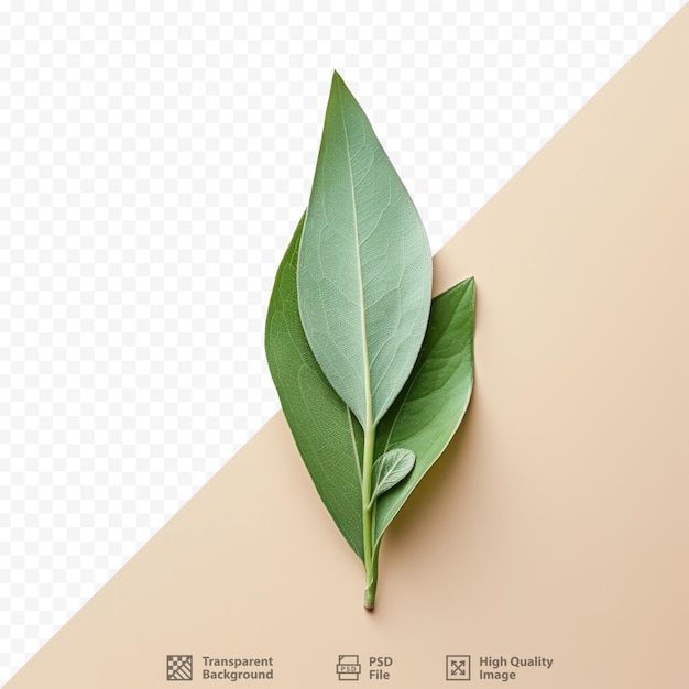 PSD daphne leaf louro laurus nobilis em fundo transparente