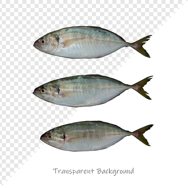 das Bild der drei Fische ist der gleichen Größe