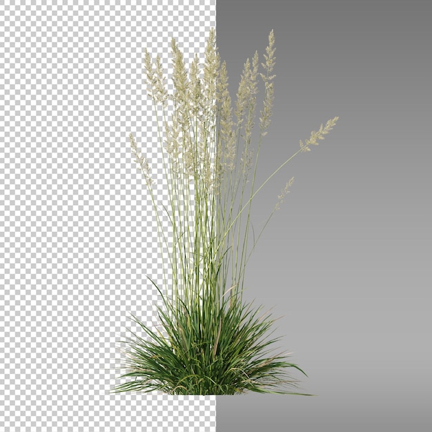 das Gras ist lang und grün im transparenten Hintergrund