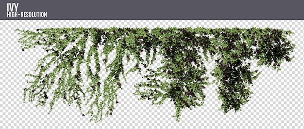 daun ivy terisolasi pada latar belakang transparan