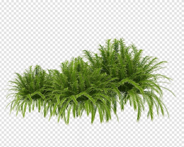 Decor plant in 3d rendering isolated