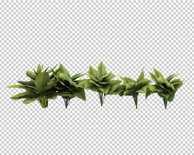 decoração de plantas tropicais isoladas