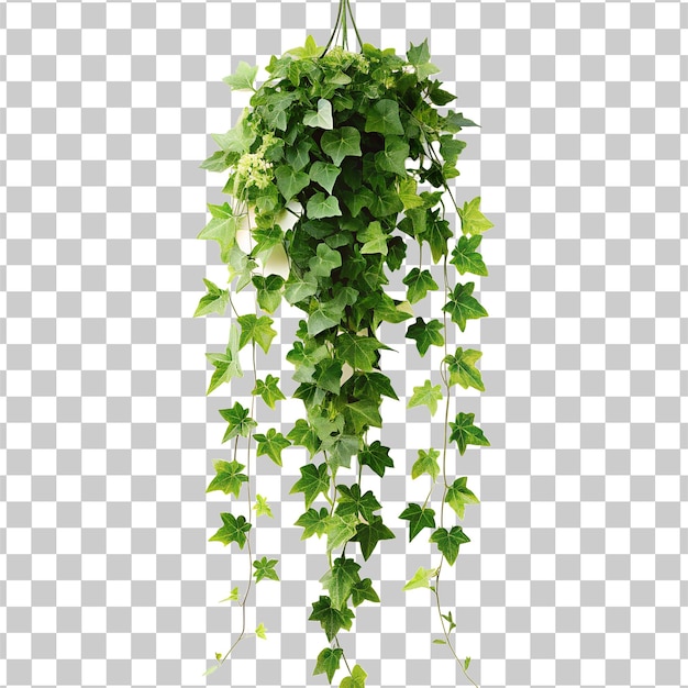 Decoración de hiedra colgante planta de decoración para el hogar aislada sobre un fondo transparente