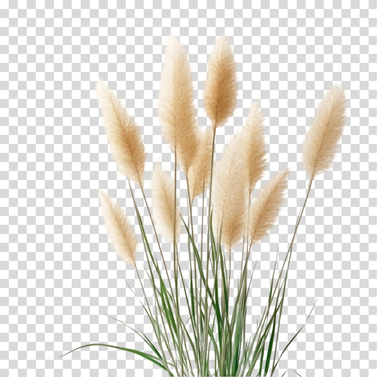 PSD decoración de hierba de las pampas de crema