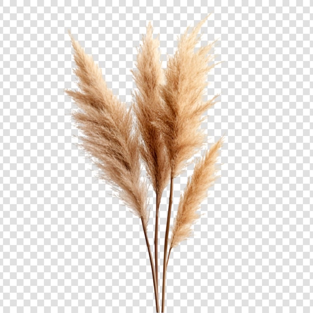 Decoración para el hogar con hierba de Pampas