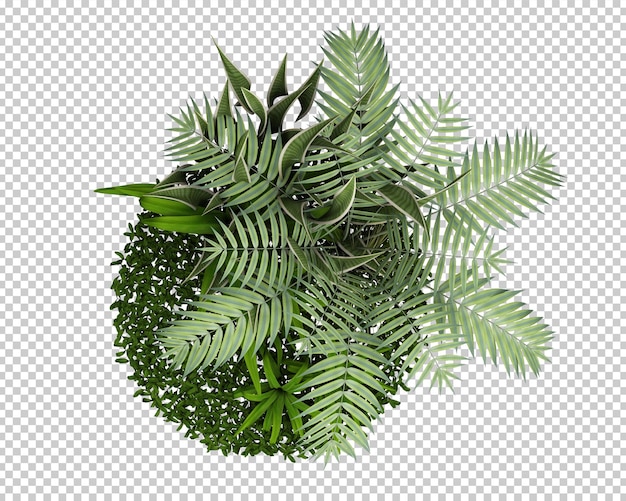 decoración de plantas tropicales aisladas
