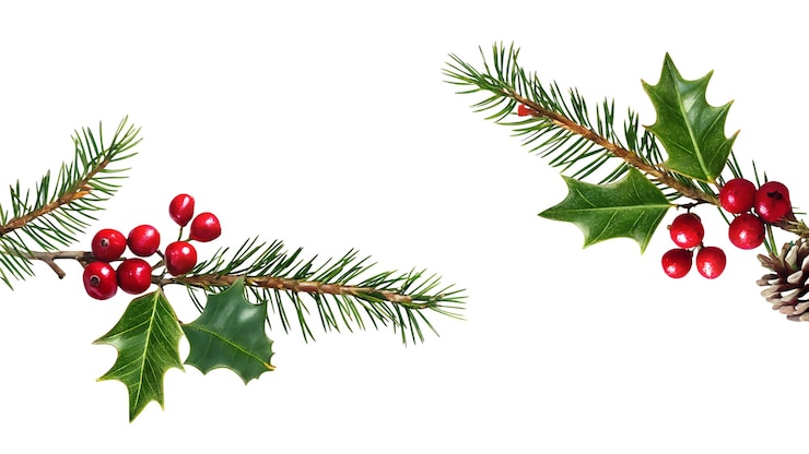 PSD décoration de noël branche de pin baies rouges holly illustration botanique festive