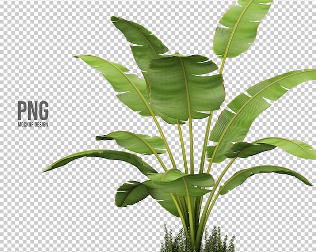 decorazione isolata raccolta di piante tropicali