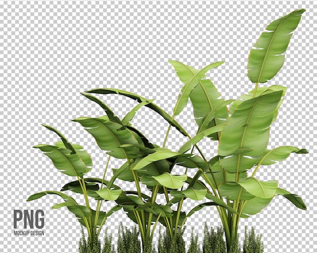 decorazione isolata raccolta di piante tropicali