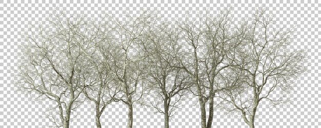 En Dehors Des Arbres Secs Saisonniers Découpage Paysager Sur Des Arrière-plans Transparents Illustrations 3d