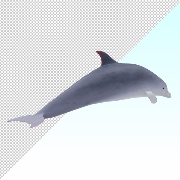 Delfin mit Flaschenneuse