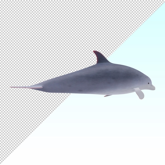 Delfin mit Flaschenneuse