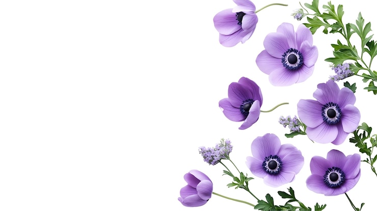 PSD delicadas flores de anémona púrpura en flor sobre un fondo blanco