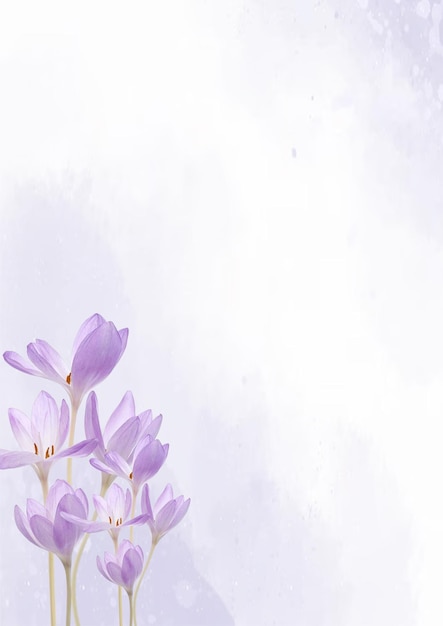 Delicadas flores de crocus púrpura en el estilo de la acuarela