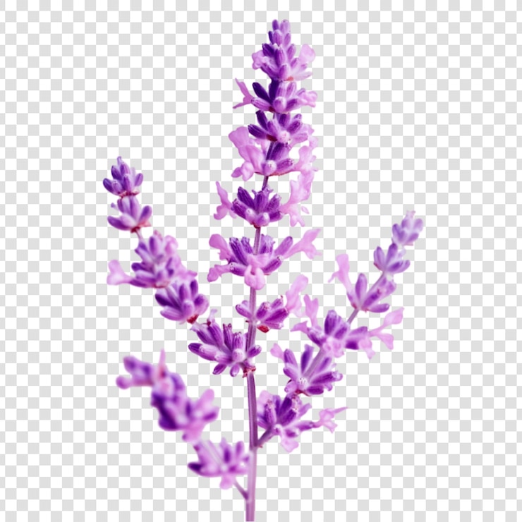 PSD delicadas flores de lavanda sobre un fondo transparente