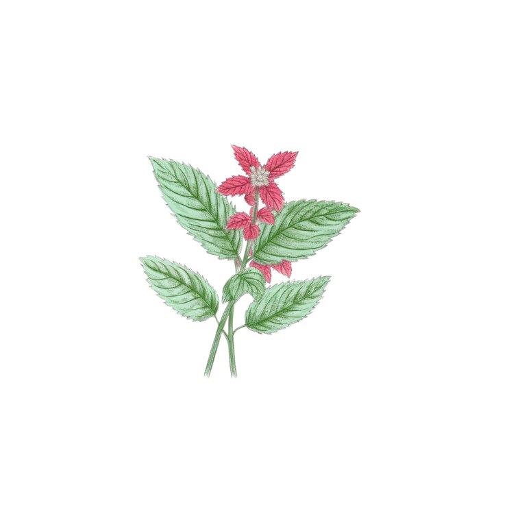 PSD delicadas flores rosadas con hojas verdes