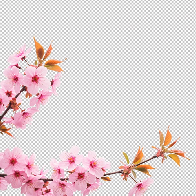 Delicadas ramas de cerezas rosadas en un fondo blanco