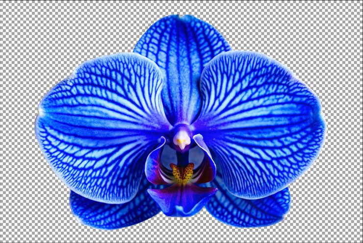 PSD los delicados pétalos de las orquídeas muestran colores naturales vibrantes