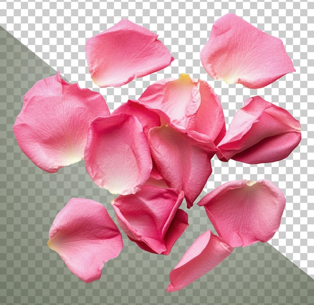 Delicados pétalos de rosa esparcidos en una superficie cortada png