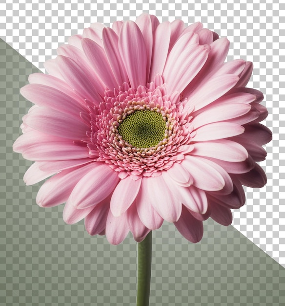Delicate flor rosa floresce à luz do sol cortado stock png