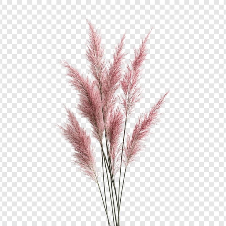 PSD delicate rosa pampas hierba ramo aislado en fondo transparente perfecto para proyectos de diseño invitaciones de boda decoración del hogar y más