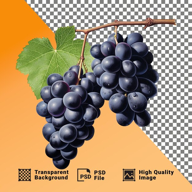 PSD delicioso um feixe de uvas isoladas em um fundo transparente png