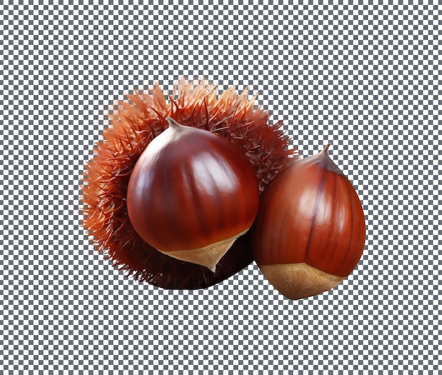 Delicious Chestnut realistisch isoliert auf durchsichtigem Hintergrund