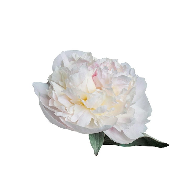 PSD delikate weiße pioene, sommerblume, isoliert auf weißem hintergrund, nahaufnahme für das design natur