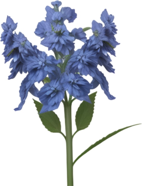 PSD delphinium clipart um lindo ícone de flor delphinium