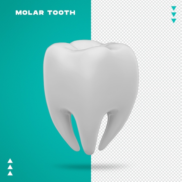 Dente molare realistico