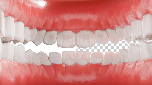 Dentes humanos dentro da vista Mandíbula humana com gengivas e dentes closeup Anatomia dos dentes renderização 3d