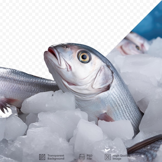 PSD dentón ojo grande a la venta sobre hielo en un mercado de pescado griego rodeado de otros peces cerrar