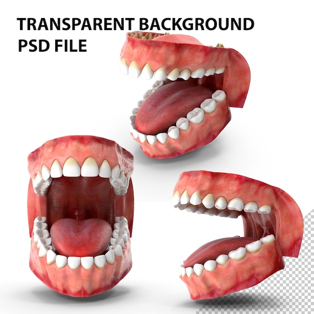 PSD dents et gencives png