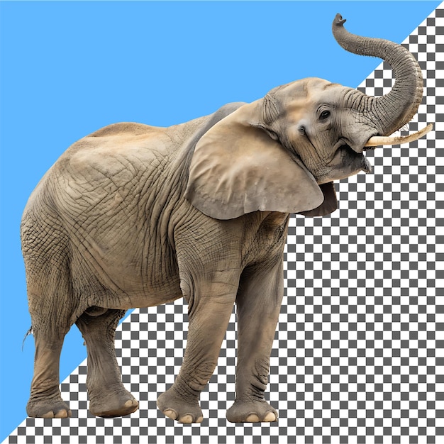 Der Elefant