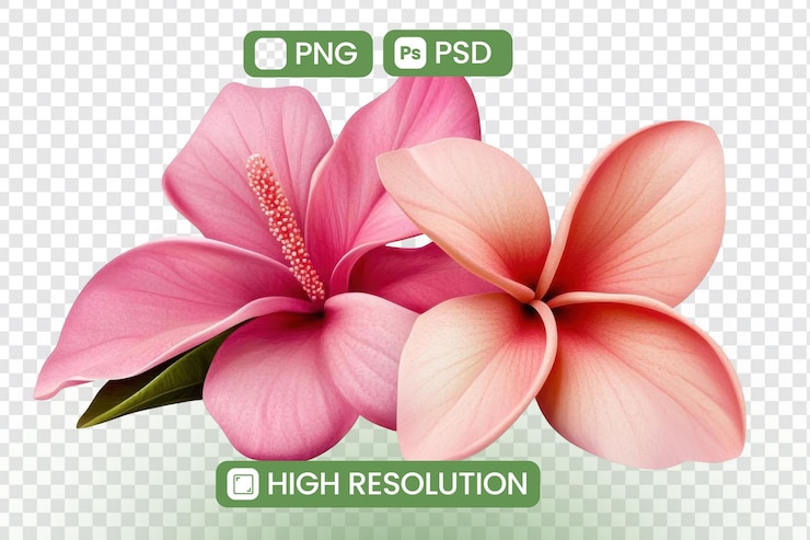 PSD descubra exquisitas flores rosadas hibiscus y plumeria imágenes de alta resolución png y psd ideales para proyectos de diseño y arte digital belleza botánica para aplicaciones creativas