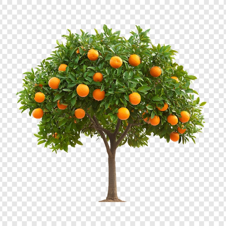 PSD desenho gráfico de frutas abundantes de laranja